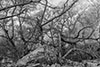 b+w image of barren trees juxtaposed to a large ominous rock in foreground